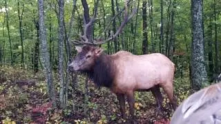 Up Close and Personal - Kentucky Elk Hunting with Lost Mountain Outfitters' Hurley Combs