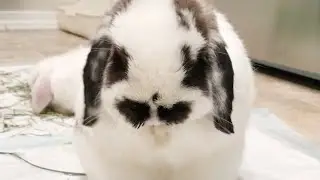 Cute bunny cleaning his face with a little surprise