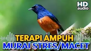 🔴 LIVE Terapi Murai Batu Stres | #masteranjernih #masteranburung #masteranburung #liveburung