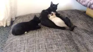 Emme ae ma olen ka siin