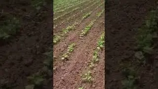 Окопаване на бял фасул с ротационна мотика