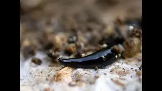 Woodthorpe Park's Australian Flatworm