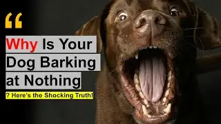 11 STRANGE Things ONLY Dogs Can See And Hear But You......