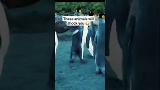 5 animals that will shock you with their strange behavior 😳 #interesting #animals #strange