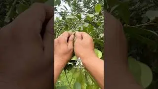 Trying Air Layering Technique with Used Plastic Bottles: Simple and easy. #bonsaitree  #bonsai