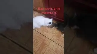 Наглость второе счастье #животные #cat #shorts #short #shortvideo #how