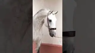 Part 4 of posting different horse breeds! Andalusian horse💧💀❤️i mean drop dead gorgeous!