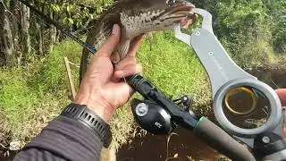Casting Haruan dengan Daiwa Tatula TW80