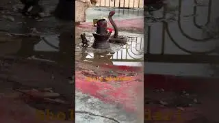 Bholenath ki kripa sab pr bane rahe #shortvideo #trending #bholenath #bhakti #love#bholebaba #nature