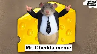 Mr  Chedda meme. Dressed mouse