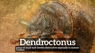 What is Dendroctonus? | How Does Dendroctonus Look? | How to Say Dendroctonus in English?