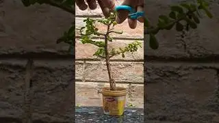 Zade Bonsai Prunning😍😍 #bonsai #garden #trending #shorts #youtubeshorts