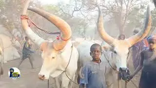Meet Chicho from Jab&ouml;r at Nyuochi Piiny cattle camp who's also a senior three student 