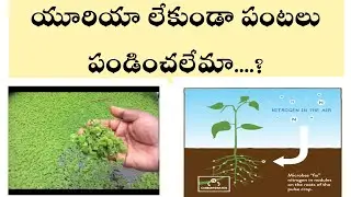 Natural Sources of Nitrogen || Urea alternatives || Organic NPK ||  Navayuvaraithulam