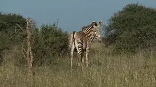 Kenya zebra census uses stripes as natural barcode