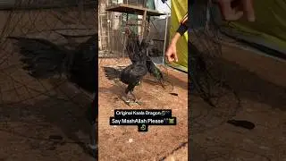 Original Kala Dragon | Aseel 2.0 | #blackdragon #dragon #aseel #aseelmurga #aseellovers #hen #birds