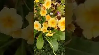 Flowers #primrose  #shortvideo