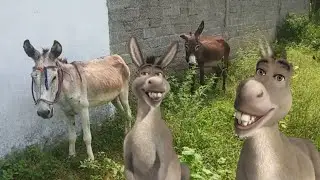 Donkey is donkeys | donkey funny kiks | donkey baby donkeys 