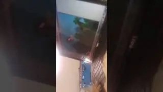 הסרטונים של מריק