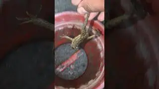 Big frog leads little frog to jump funny, Frogsmake you laugh, Best Funny Frogs #ekmotahathi #funny