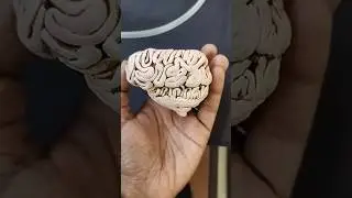 Brain Model with clay#brain#clay #clayart #claycraft #art#braintest##science#practical#anatomy#scupt