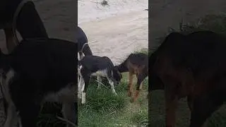 Three goats video status #viral #animals #viralvideo #feed #shortvideo #short #status