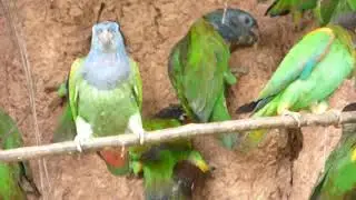 Chuncho clay lick
