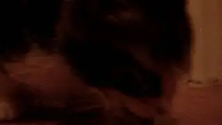 Cat Squeels While Eating (Kitten says yum yum yum)
