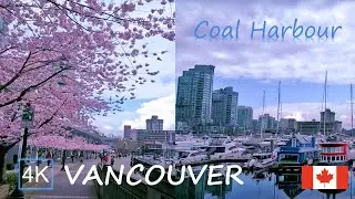 [4K] Discovering Downtown Vancouver Canada: Coal Harbour City Walk! | 🌸 Cherry Blossom | Cloudy
