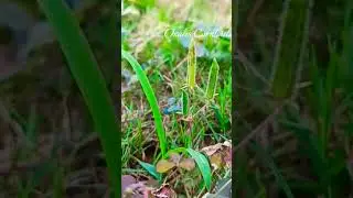 Fascinating ballistic dispersal #satisfying #shorts