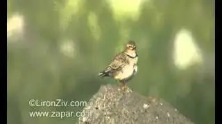 Calandra Lark singing (עפרוני ענק)