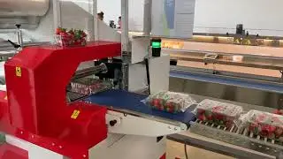 Minipack-Torre Miniflow 600 Flowpakker voor schalen aardbeien