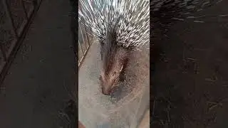 sahi animal animal
