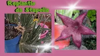 Replantio da Suculenta STAPELIA HIRSUTA ou CACTO ESTRELA, al&eacute;m de dicas de cultivo dessa bela Planta