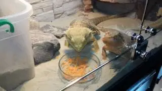 Бородатые агамы едят морковь