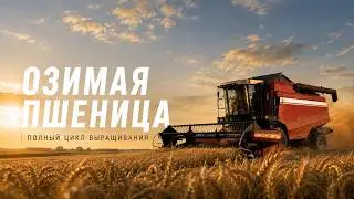 ГОД С ПШЕНИЦЕЙ: ТЕХНОЛОГИЯ выращивания озимой пшеницы ШАГ ЗА ШАГОМ