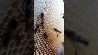 💦Giant - Honeycomb - Great 🤩🤩🤩