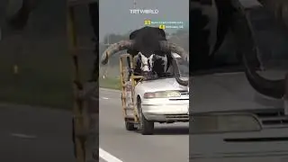 Police pulls over car with giant bull in front seat of car