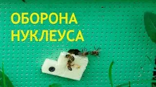 Оборона нуклеуса bees protect the hive