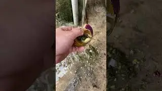 Nu&ocirc;i g&agrave; n&ecirc;n biết