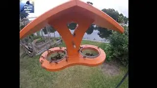 Bees Swarm on Oriole Bird Jelly