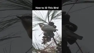 Can you identify this small bird?