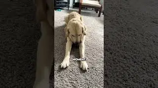 Son derri&egrave;re bouge quand il aboie !