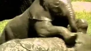 elephant cooling