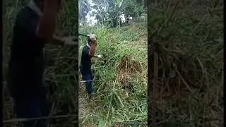 Merintis lahan