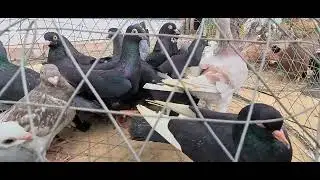 saudi arbia dammam selho birds market ishaq bazi...