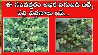 BEST COTTON SEED #Top_cotton_seed #2024_top_cotton_seed #పత్తి_విత్తనాలు #cotton_crop #US_7067