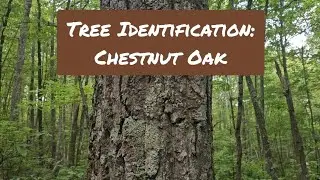Tree Identification: Chestnut Oak
