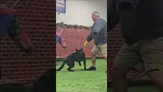 Easiest way for Protection Dogs to save owner from 2 Attackers