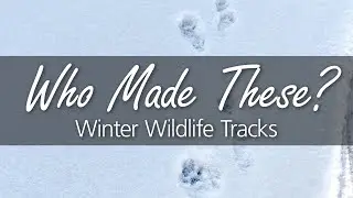 Winter Wildlife Tracks